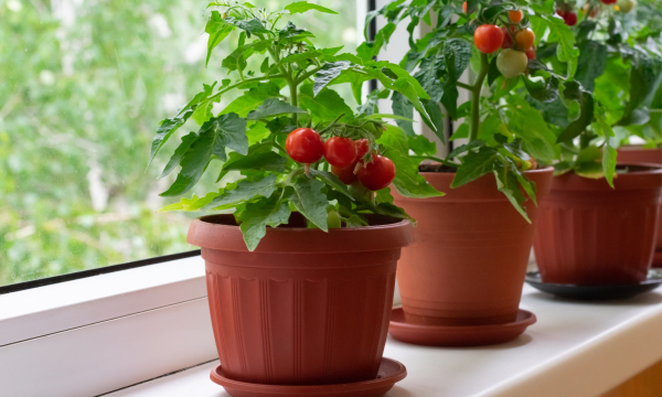 Как вырастить гигантские помидоры без химии: задача в одно действие